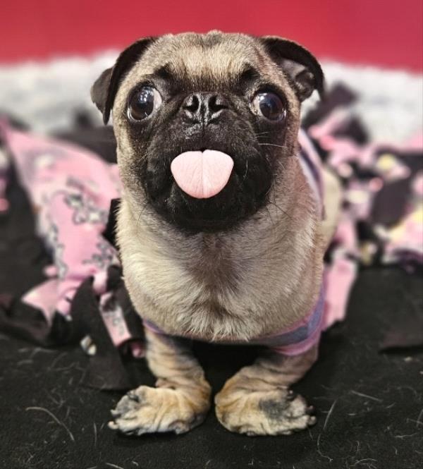 /Images/uploads/PUG NATION RESCUE OF LOS ANGELES/pugnation/entries/32125thumb.jpg